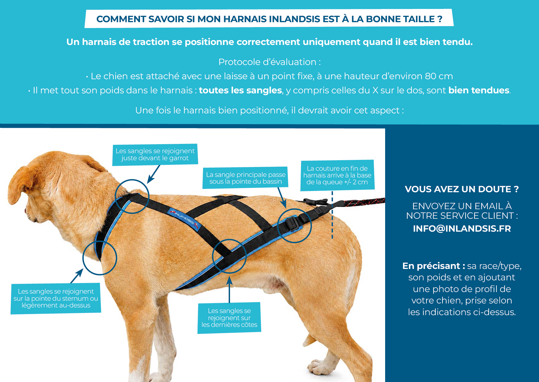 Harnais canicross bonne taille