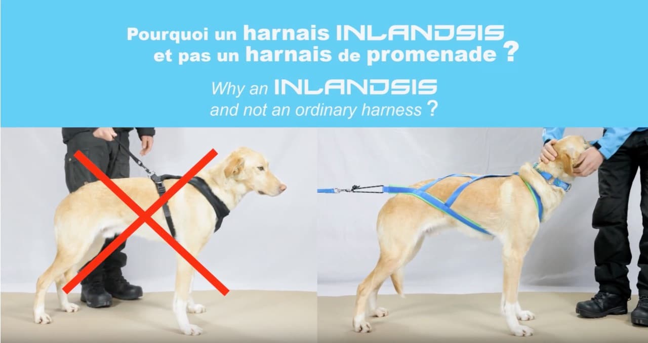 Inlandsis Storm - harnais performance canicross, cani-VTT et chien