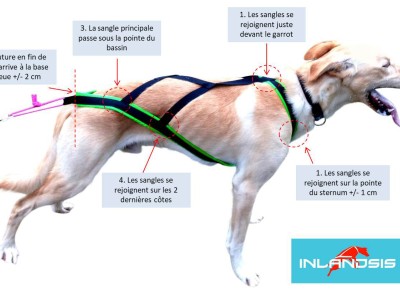 Comment enfiler et choisir la bonne taille de harnais de traction pour mon chien ?